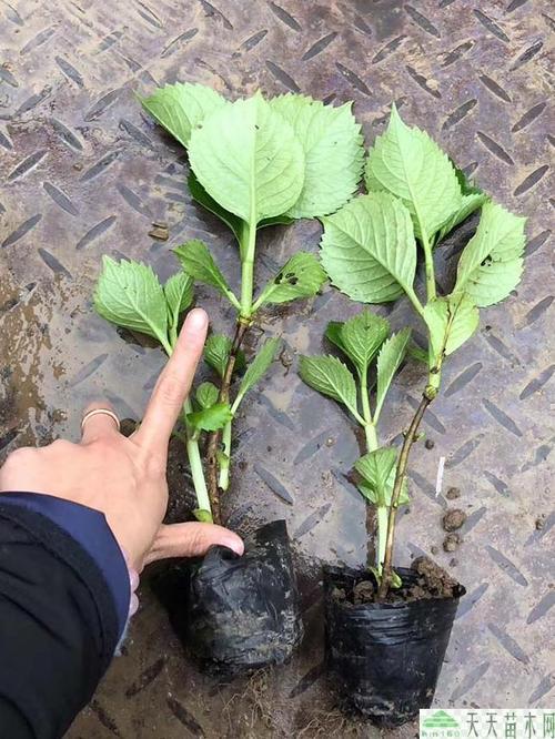 苗木产品绣球花绣球花价格新的绣球花批发报价图片